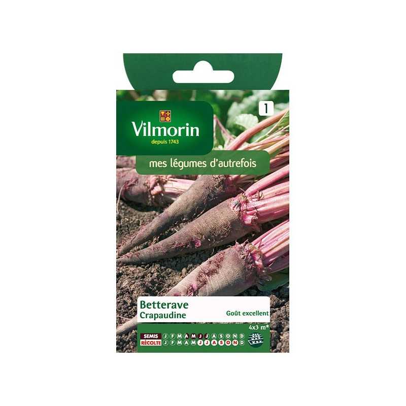 Betterave rouge crapaudine