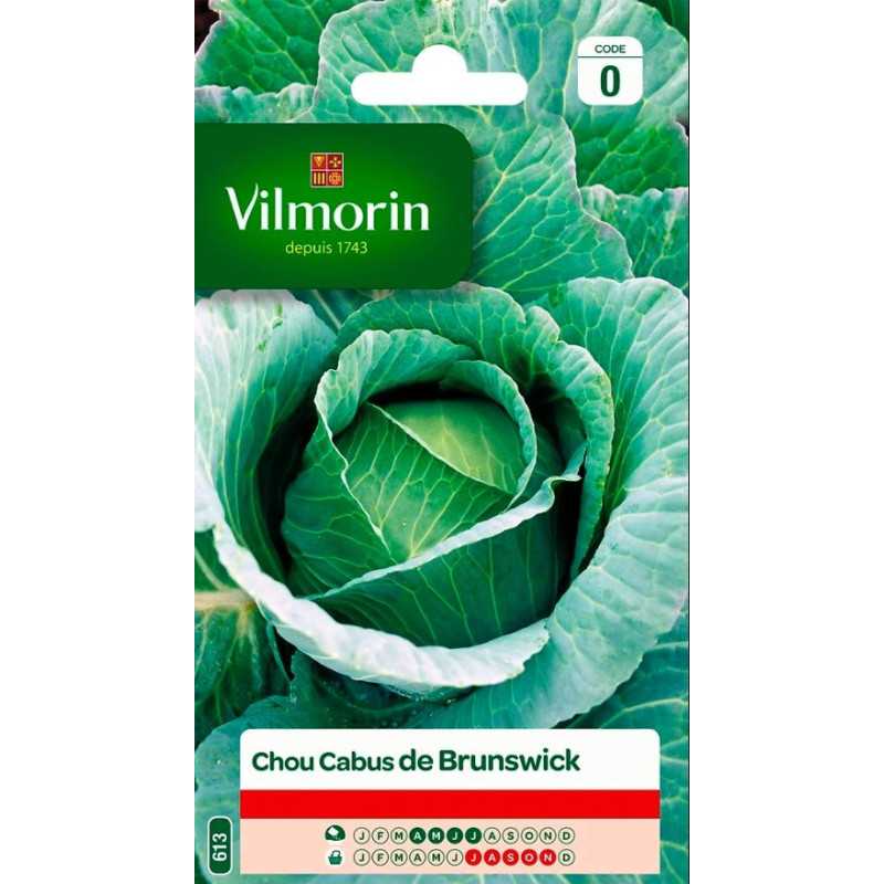 Brunswick Cabbage Seeds - Züchten Sie Ihren eigenen köstlichen und nahrhaften Kohl