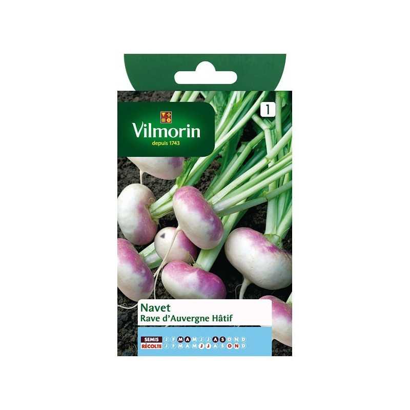 Product sheet Turnip rave d'auvergne early