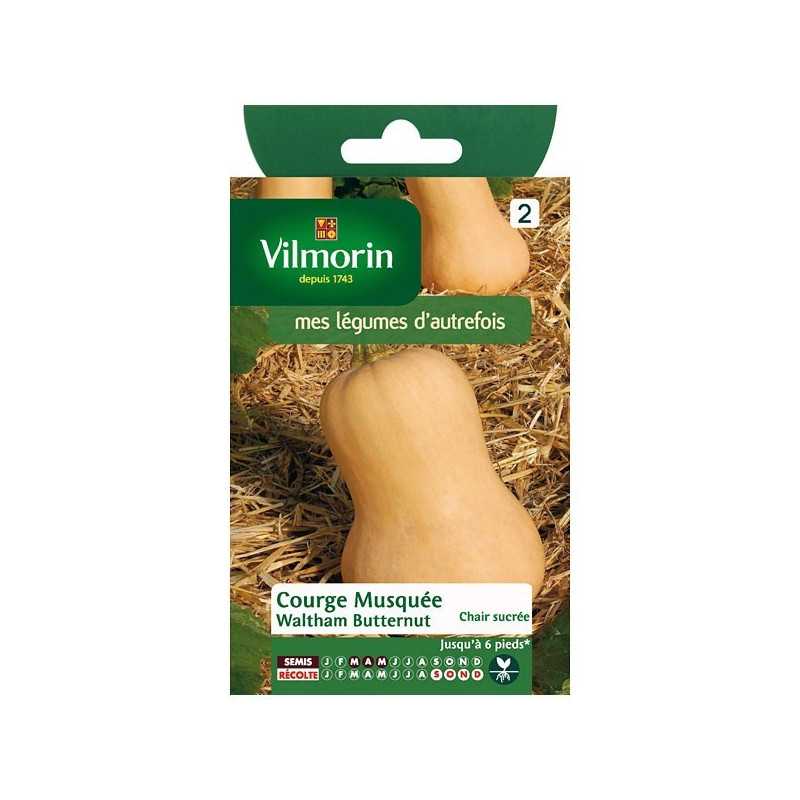 Waltham Butternut Squash