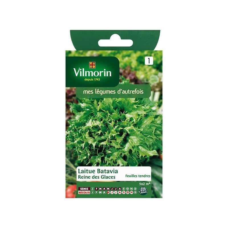 Product sheet Lettuce Batavia Queen of Ice Cream